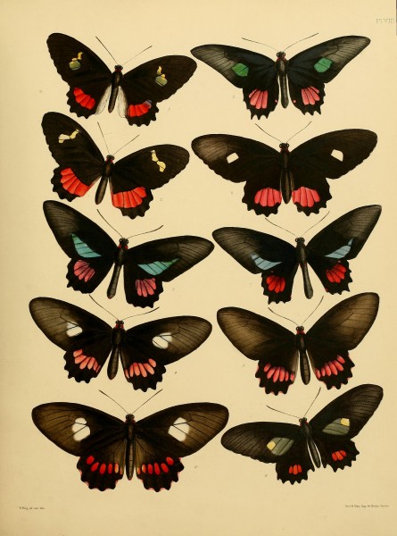 Catalogue of lepidopterous insects in the collection of the British Museum (Plate VIII) BHL32540111