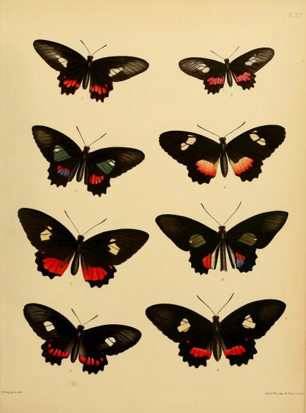 Catalogue of lepidopterous insects in the collection of the British Museum (Plate X*) BHL32540117