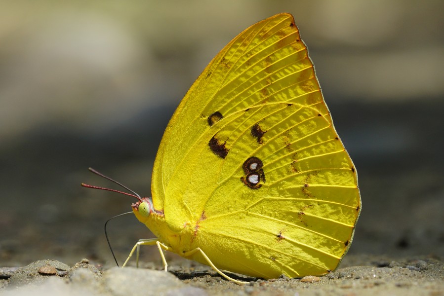 Catopsilia pomona (yellow) ventral view 20150624