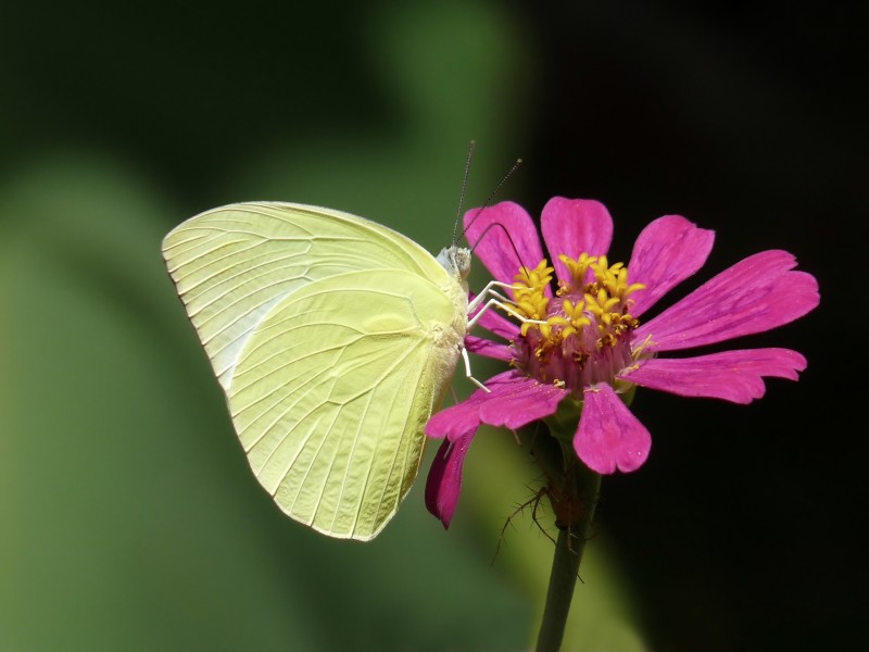 Catopsilia pomona alcmeone at Kadavoor