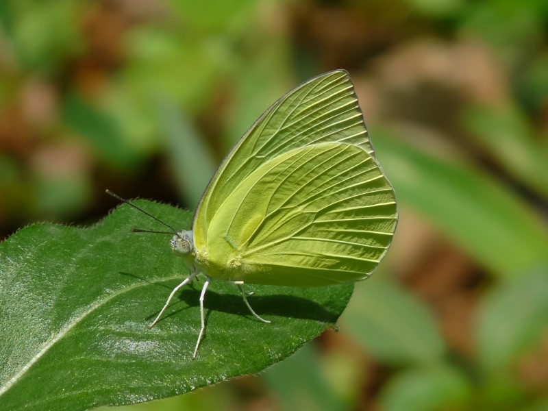 Catopsilia pomona by kadavoor