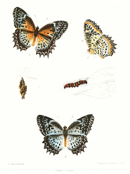 CethosiaNietneri 351