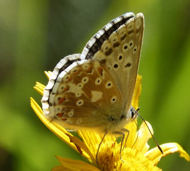 ChalkHill Blue female or Eschers Blue (16026627188)