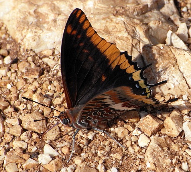 Charaxes jasius bl3