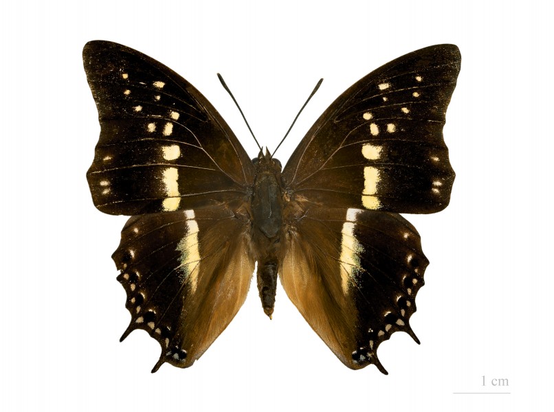 Charaxes solon jordani MHNT dos