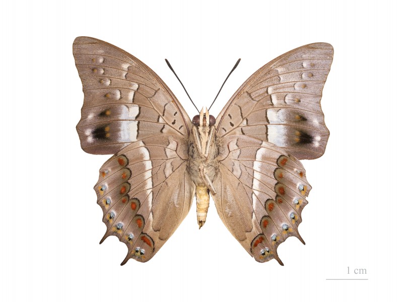 Charaxes solon jordani MHNT ventre