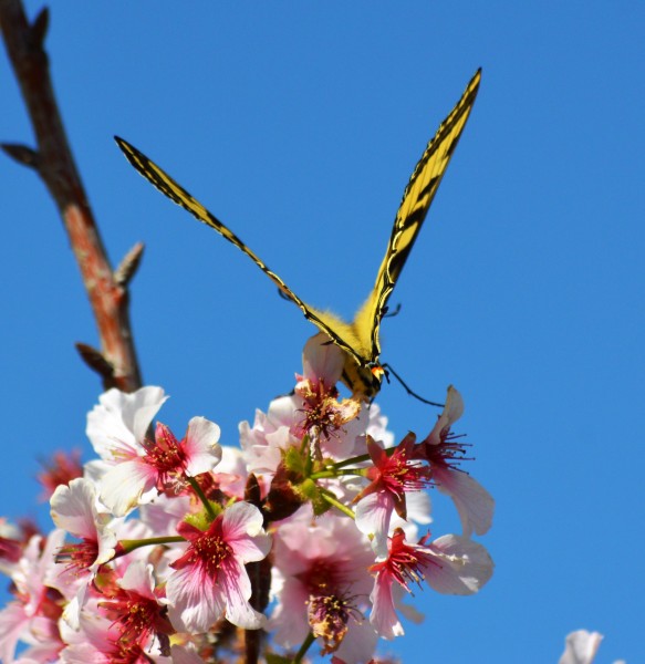 Cherry blossoms Lake Balboa (20140330-0246)