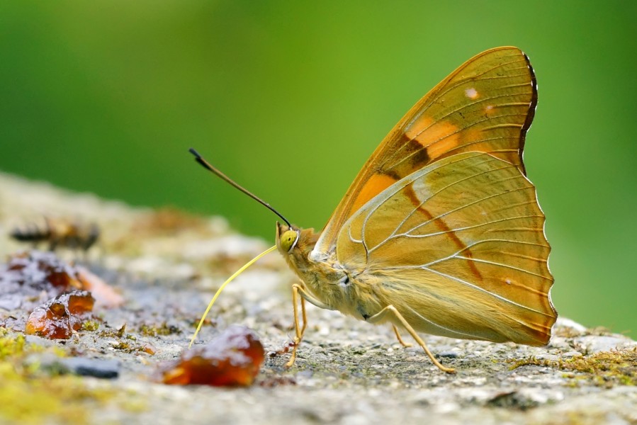 Chitoria ulupi arakii male 20140525
