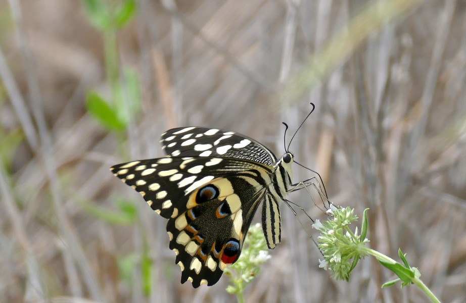 Citrus Swallowtail (Papilio demodocus) (17420959901)