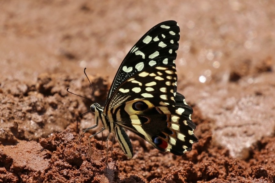 Citrus swallowtail (Papilio demodocus) Ug