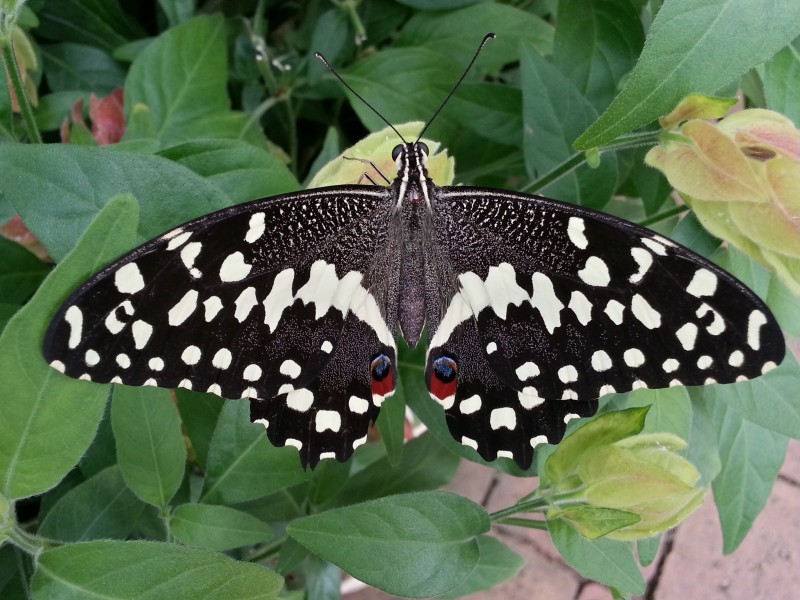 Citrus Swallowtail Papilio Demodocus Butterfly
