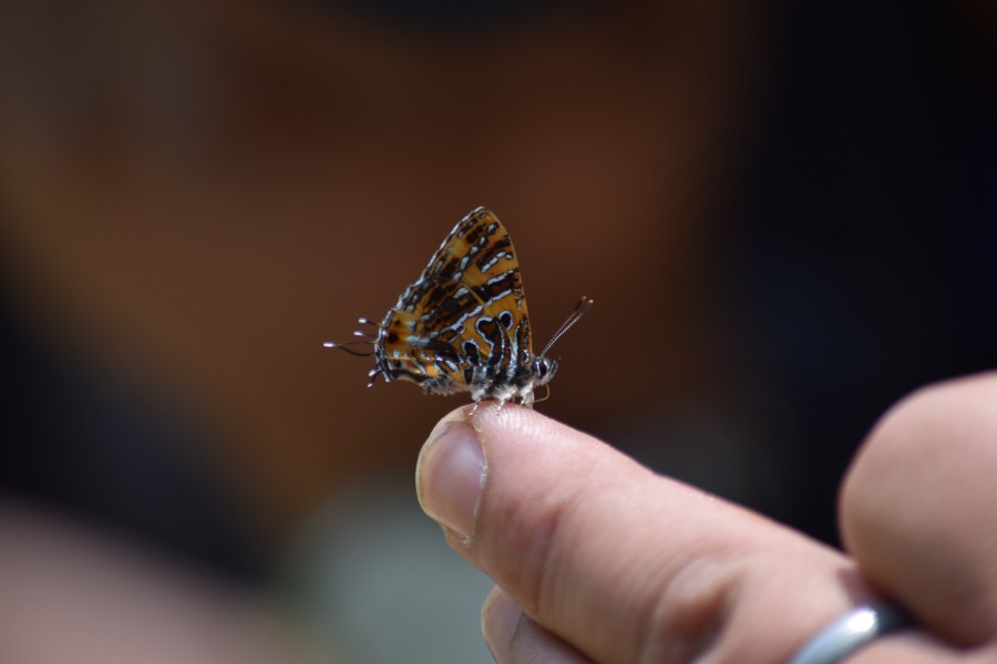 Close wing position of Catapaecilma subochrea Elwes, 1892 – Yellow Tinsel