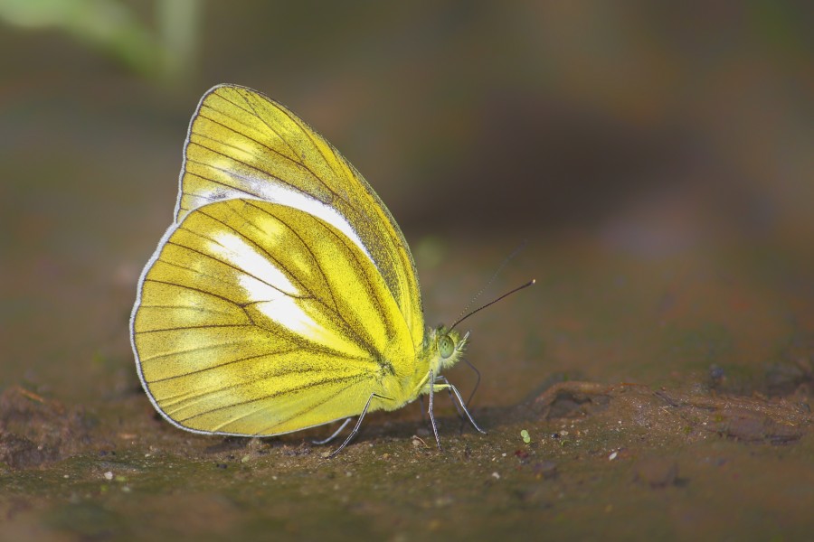 Close wing position of Cepora nadina Lucas, 1852 – Lesser Gull