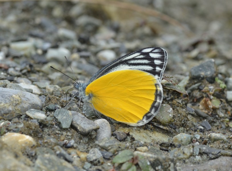 Close wing position of Delias agostina Hewitson, 1852 – Yellow Jezebel WLB DSC 0416