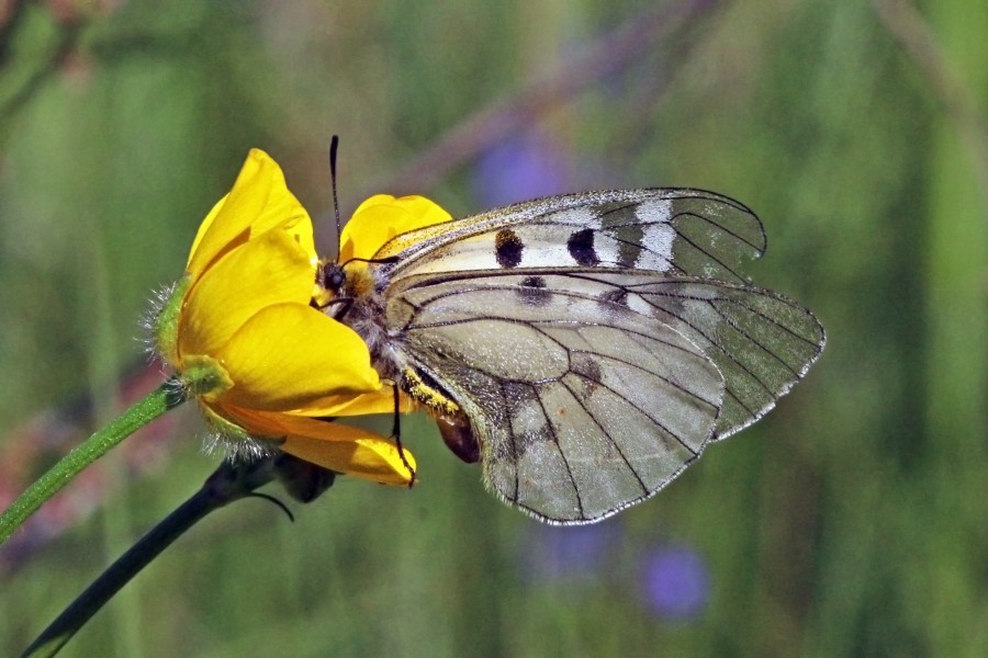 Clouded apollo (Parnassius mnemosyne) female