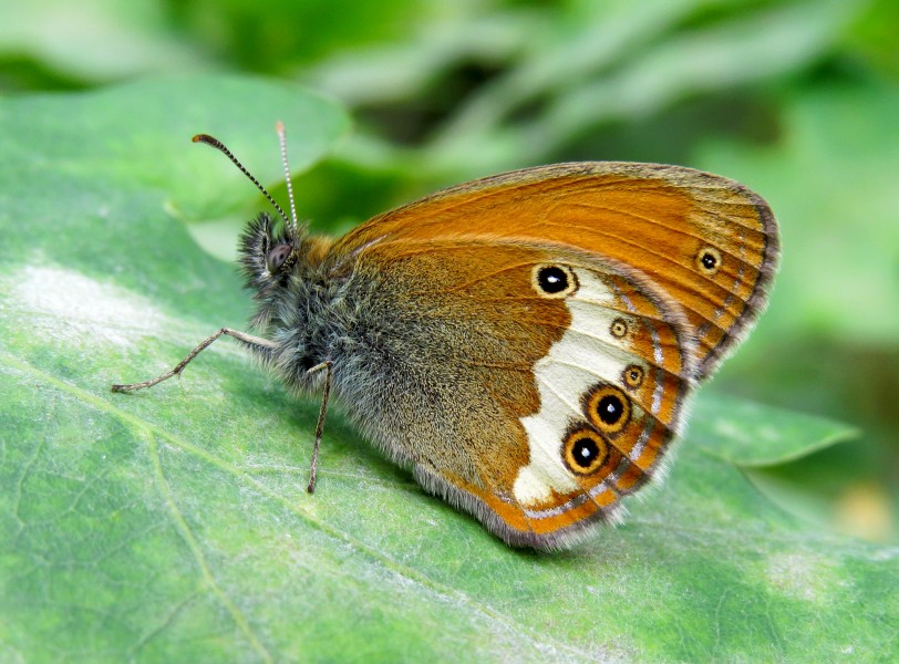 Coenonympha arcania Kiev