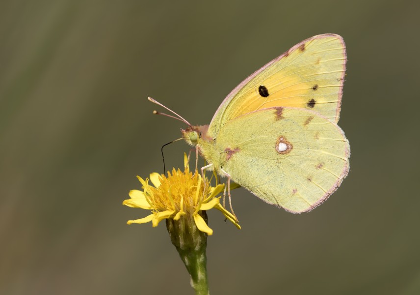 Colias croceus - Clouded yellow 01-2