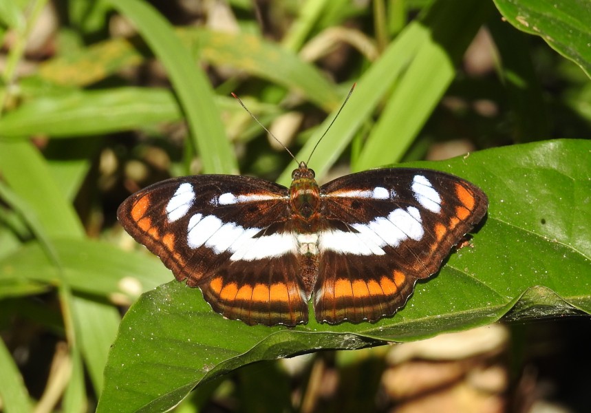 Colour Sergeant Athyma nefte Male by Dr Raju Kasambe (2)