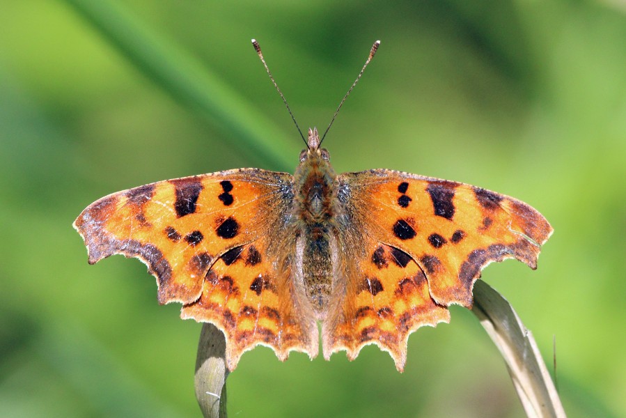 Comma butterfly (Polygonia c-album) 3