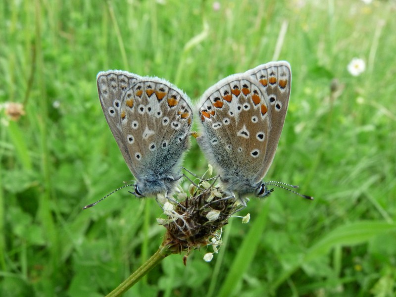 Common Blue Butterfly (4675991278)