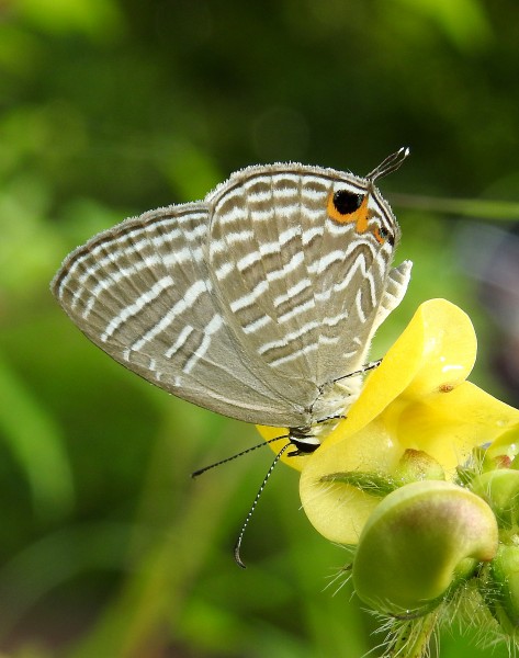 Common Cerulean Jamides celeno UN by Raju Kasambe DSCN2103 (18)