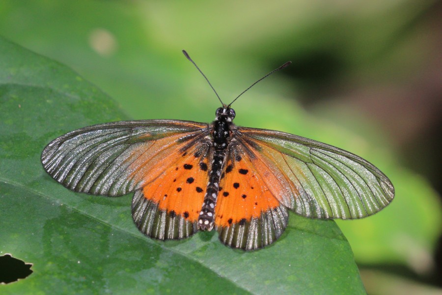 Common glassy acraea (Acraea quirina quirina)