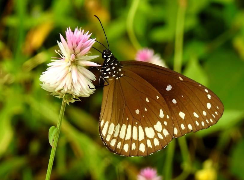 Common Indian Crow Euploea core UN by Dr. Raju Kasambe DSCN0578 (2)