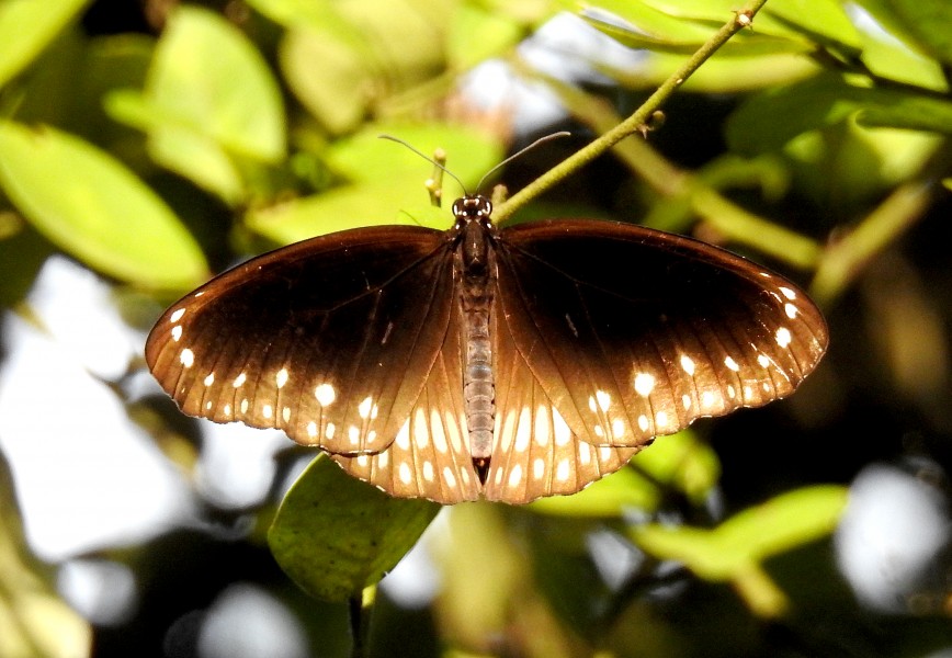 Common Indian Crow Euploea core UP by Raju Kasambe DSCN2082 (7)
