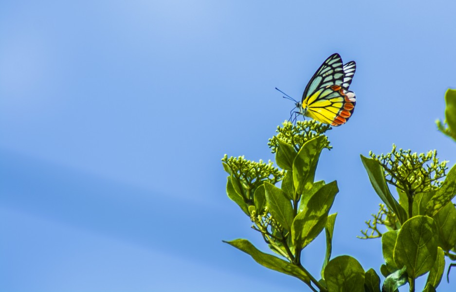 Common Jezebel at madaayippaara 10