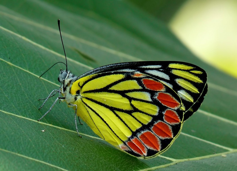 Common Jezebel Delias eucharis by kadavoor