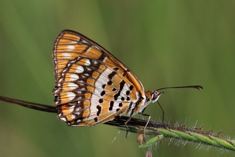 Common joker (Byblia ilithyia) male underside