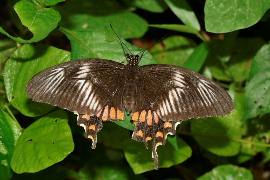 Common Mormon Papilio polytes-Kadavoor-2016-07-09-001