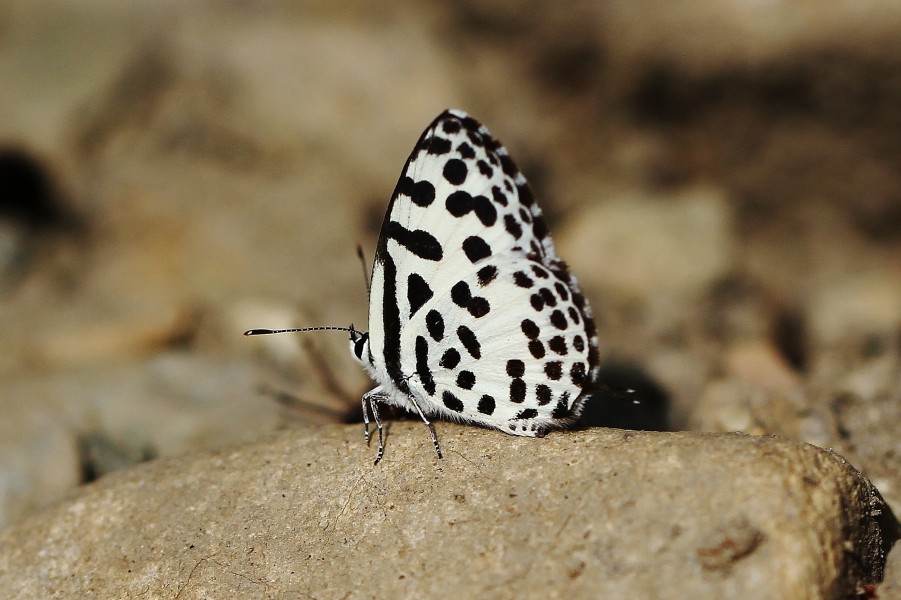 Common Pierrot Castalius rosimon by Dr. Raju Kasambe IMG 2963 (1)