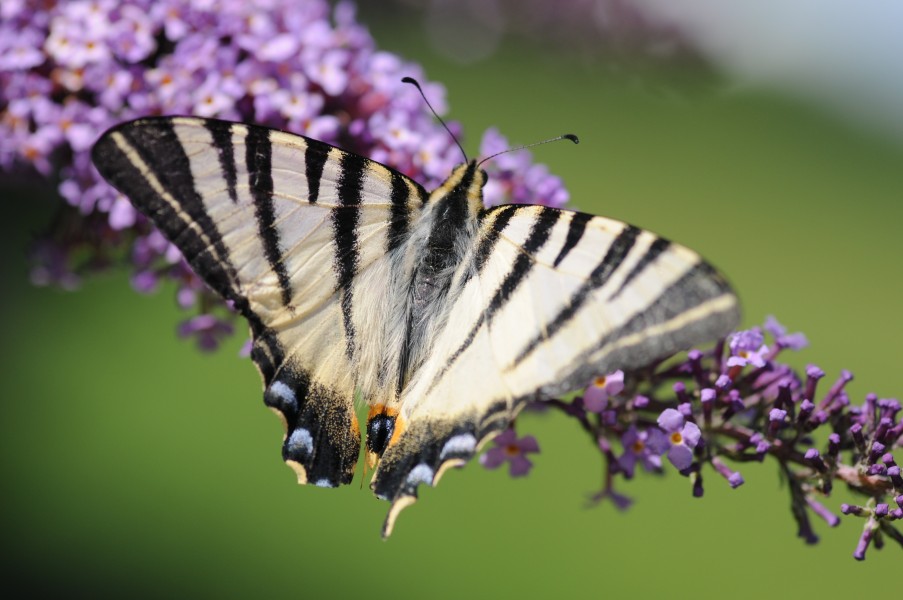 ComputerHotline - Iphiclides podalirius (by) (1)