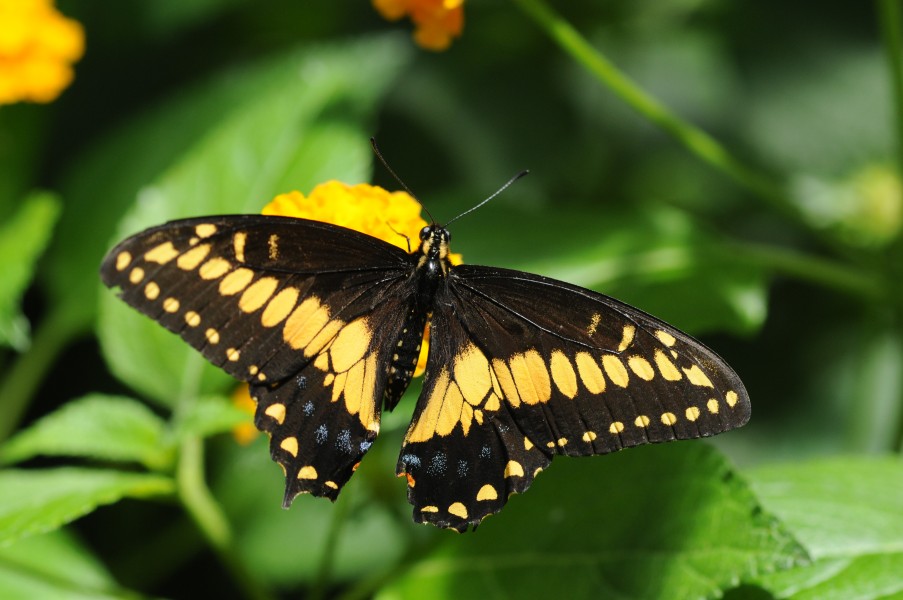 ComputerHotline - Lepidoptera sp. (by) (16)