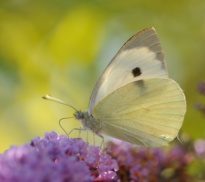 ComputerHotline - Pieris brassicae (by)
