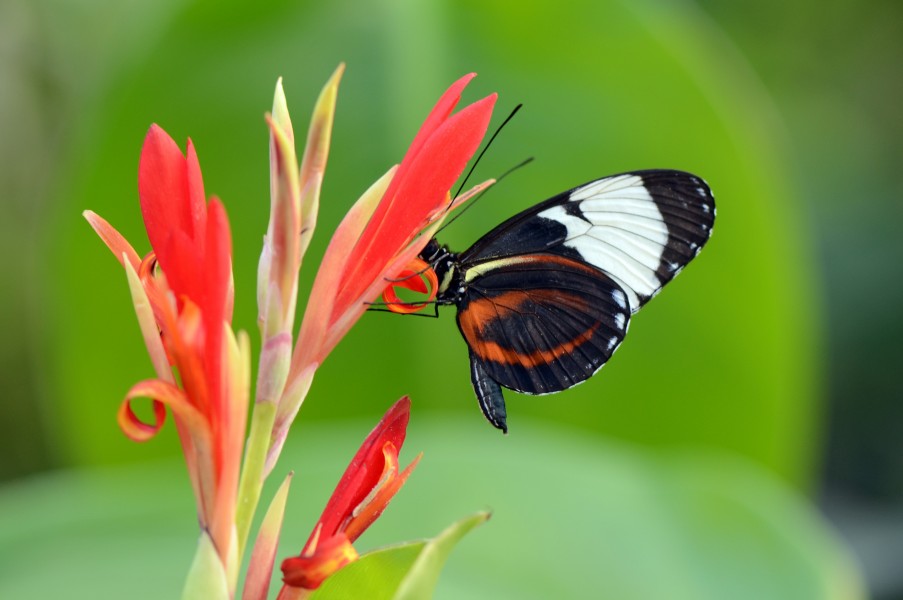 Cydno longwing (11773910983)