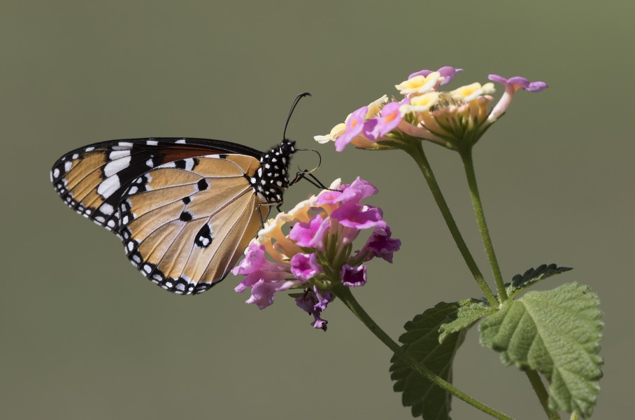 Danaus chrysippus - African monarch 01-10