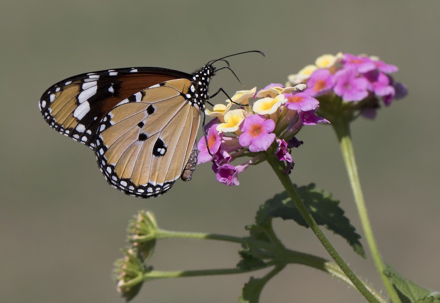 Danaus chrysippus - African monarch 01-24