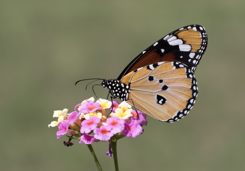 Danaus chrysippus - African monarch 01-27
