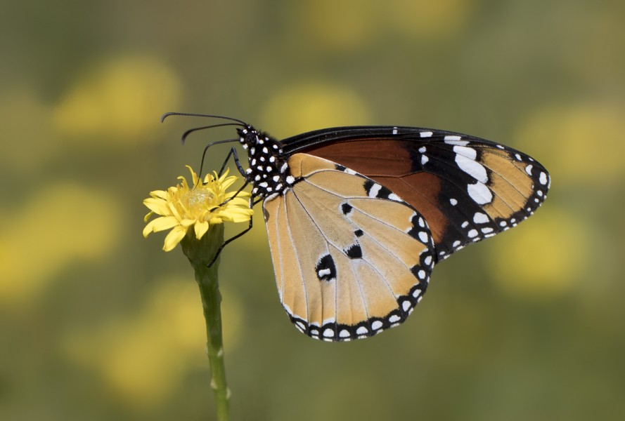 Danaus chrysippus - African monarch 17-1