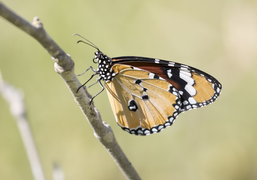 Danaus chrysippus - African monarch in Karaisalı 2016 02-1