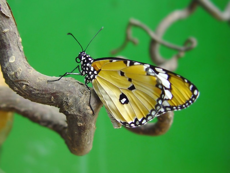 Danaus chrysippus - afrikanischer Monarch
