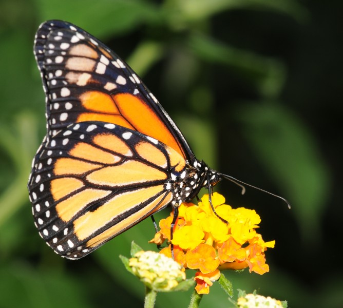 Danaus plexippus (2)