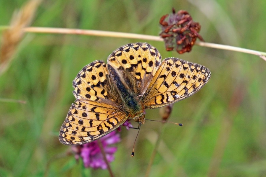 Dark green fritillary (Argynnis aglaja) female M2
