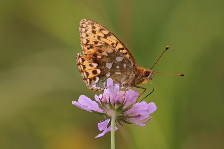 Dark green fritillary (Argynnis aglaja) female underside M