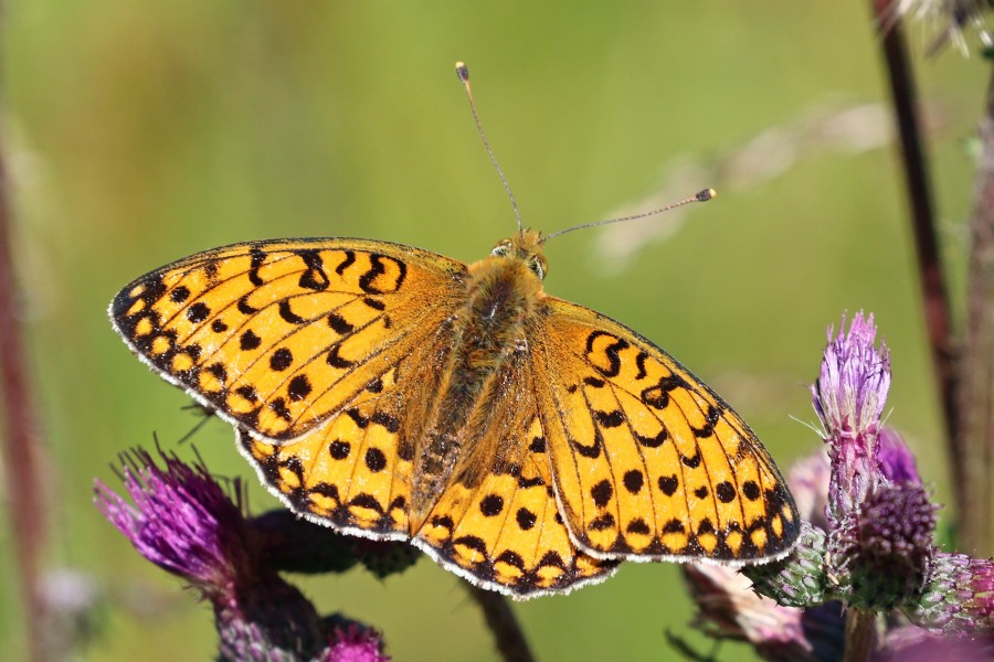 Dark green fritillary (Argynnis aglaja) Sweden