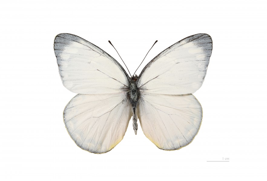 Delias descombesi MHNT (2)