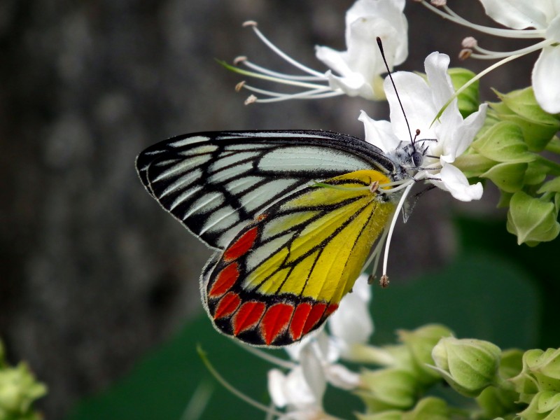 Delias eucharis or Common jezebel 1