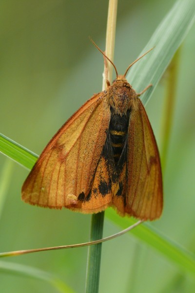Diacrisia sannio - female 1 (HS)